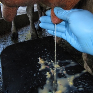 Mastitis treatment is a key area.