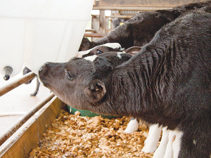 Feeding calves infected milk is high risk for spreading diseases such as M. bovis.
