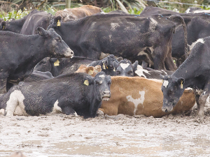 Cows in a muddy paddock in Southland. Photo: Angus Robson.