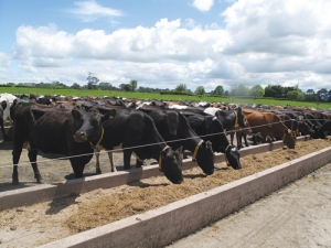 Consult a vet to determine if your cows need trace elements before feeding them supplements.