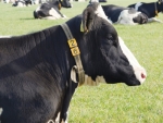 EU dairy processors are paying an allowance to farmers who are grazing cows outdoors.