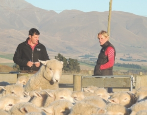Ewe hogget contest in closing stages