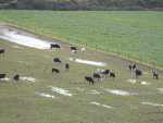 Farmers have less than a month to apply for resource consent for winter grazing.