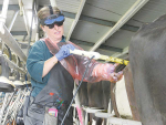 Local experts in pregnancy scanning, calf disbudding