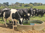 A milk fever-free campaign is underway in Taranaki.