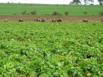 Could feeding cows brassicas help reduce nitrogen loss from the soil? Photo: Iain Thompson.