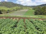 Pressure is going on vegetable growing land from an expanding Auckland.