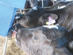 Feeding newborn calves