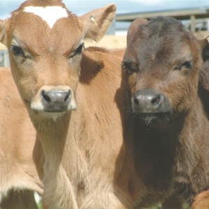 Group feeding of calves is not ideal