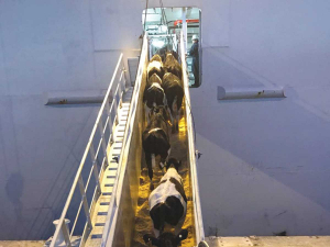 An estimated 300 farmers supplying 12,000 dairy cattle for export to China have been left hundreds of thousands out of pocket due to the non-arrival of a live export ship.