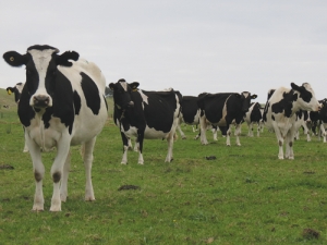 There have been higher culling of cows as farmers reduce costs.
