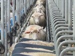 Modest sales force end of bottled sheep milk