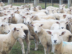 Ewe losses on NZ farms may be reduced, says Massey University researcher