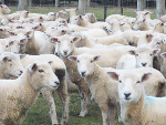 Ewe losses on NZ farms may be reduced, says Massey University researcher