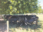 Moving stock to parts of a farm where there are groups of trees will help reduce heat stress.