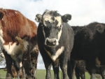 Leg conformation issues are creeping into US beef cattle.