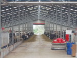 A view inside in the robotic cow shed on the Moa Flat Dairy farm at Cave run by Alex Ulrich.