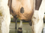 Heifers with swollen udders may be difficult to handle and milk out.