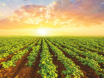 Adopting IPM practices brings financial as well as environmental benefits for potato growers.