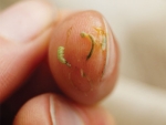 A parasitic wasp maggot (far right near fingernail) removed from a moth caterpillar (left).