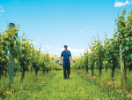 Decarbonising Wine: Sector strategy to tackle emissions