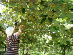 Kiwifruit, one of the main drivers of hort sector's success