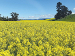 Thousands of hectares of southern farmland is a blaze of yellow as the annual rapeseed crop comes into bloom. 