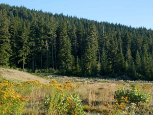NZ Forestry Exports to India Now Tariff Free