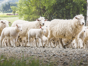 Stockmanship means the ability to read stock and anticipate their next move.