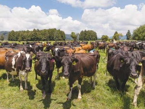 Watch calcium intake in cows this autumn as low calcium status can increase milk fever incidences.