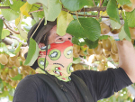 Wet weather and the late maturity of the fruit has slowed down this season's kiwifruit picking.