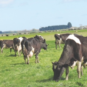 Academics should tread carefully over dairy