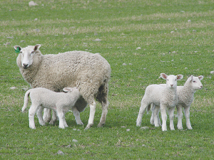 Lamb crop drop