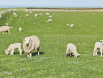 Farmers are being urged to be on lookout for diarrhoea and sudden death in their ewes as reported cases of Salmonella Hindmarsh rise.