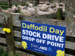 Annual Daffodil Day stock drive raises $55k