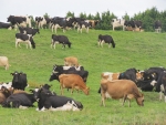 The latest valuation has seen a substantial fall in the market value of cows.
