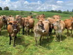 Elite young Jersey cows go under the hammer