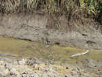 Dead eels in the main waterway. Photo Credit: Waikato Regional Council.