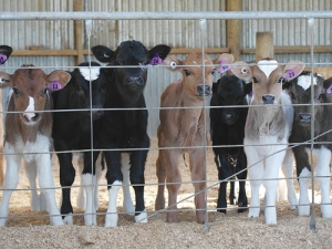 Treatment of bobby calves must improve, says MPI.