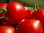 Irradiated tomatoes must be labelled