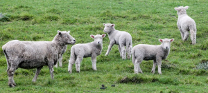 Lower lambing percentage for sheep farmers