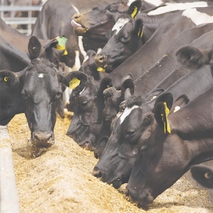 Are your cows producing enough?