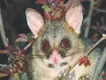 Possums will be targeted in an aerial operation in the Rimutaka Ranges in September.