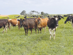 Simon Butler, Seales Winslow nutrition extension specialist, says stock management can help milk flows and SCC levels.