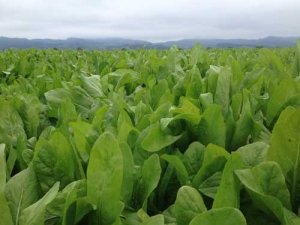 Chicory as summer crop