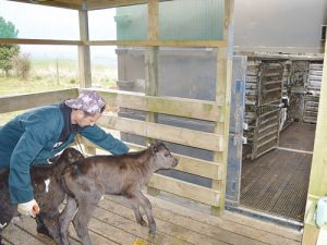 Farms are now required to have proper loading facilities for bobby calves.