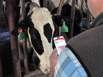 CowManager Combines Ear Temperature and Behaviour Monitoring