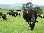 A study by AgResearch has confirmed that New Zealand dairy has the lowest emissions of dairy producers from across the globe.