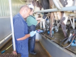DairyNZ still estimates mastitis costs the average farmer a whopping $54,500pa.