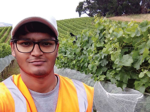 Lincoln University PhD. student, Ghouse Peera is working on grapevine phenology.
